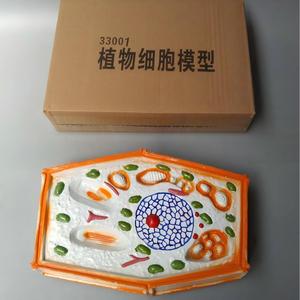 Modelo de Célula Vegetal Ampliada, Material Didáctico Biológico 3D para Botánica y Educación en Ciencias de la Vida - Product Image 3