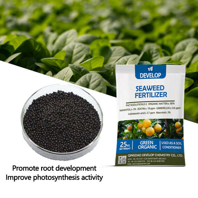 Factory directly wholesale seaweed extract granular raw material