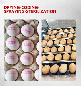 厂家鸡蛋清洗机分拣机鸡蛋清洗开口分拣分级机价格优惠 - Product Image 5