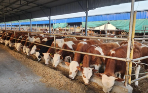 Abri pour bétail et moutons en acier sur mesure, grande capacité, robuste - Hangars pour animaux résistants aux intempéries, adaptés aux exploitations de ranch - Product Image 6