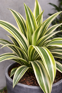 Dracaena Fragrans Massangeana : Plante de maïs variegée, arbre tropical d'intérieur, fournisseur - Product Image 2