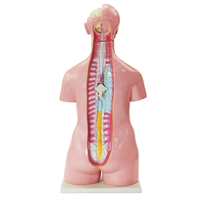 Modelo de Anatomía Humana Unisex de 85 cm, Modelo de Genitales Humanos en Venta