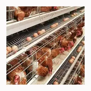 उच्च गुणवत्ता परत लड़कियों 500 मुर्गियों के लिए मुर्गी घर