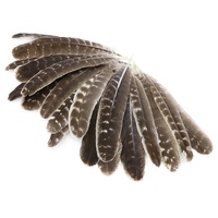 Plumes d'aile de dinde naturelles en vrac, fourniture d'usine, pour la fabrication de stylos à plume, la calligraphie, l'artisanat et la décoration artistique