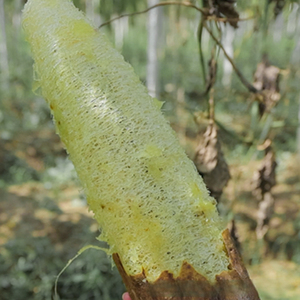 Esponja de Luffa Natural Suave, Paño de Limpieza Antiadherente para Lavar Platos, Esponjas de Cocina Multiusos - Product Image 6