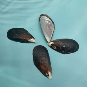 Almejas al por Mayor, Almejas Azules, Conchas Marinas, Almejas de Media Concha, Almejas de Primera Calidad para la Venta - Product Image 2