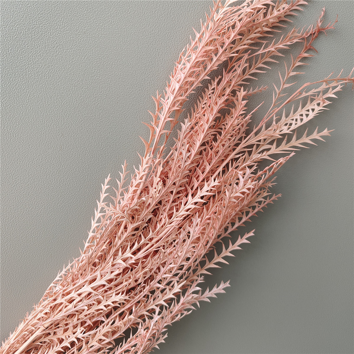 Rosa champán blanqueado