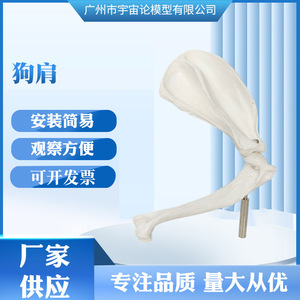 Giá tốt sản phẩm mới Dog Shoulder 18x14x27cm Doanh xương giải phẫu cấu trúc cấu trúc mô hình giảng dạy - Product Image 5