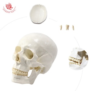 Modelo de cráneo humano anatómico 3 partes FRT019 ciencia médica la mandíbula de la barbilla puede morder con 3 dientes modelo de cráneo de tamaño natural extraíble - Product Image 6