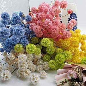 Flores secas de alta calidad y planes molino de viento fruta combretocarpus <span class=keywords><strong>Scabiosa</strong></span> seca conservada para la decoración del hogar de la boda - Product Image 2