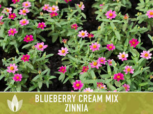 Violet Zinnia Mixte Zinnia Myrtille Crème Kit Héritage Vivace Fleur Jardin Maison Plantation Pot De Fleur Conception Plancher Extérieur - Product Image 2