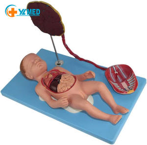 Placental tali Umbilical dan janin terlampir Model Viscera Neonatal anatomi bayi baru lahir tali plasenta umbilikal Model - Product Image 1
