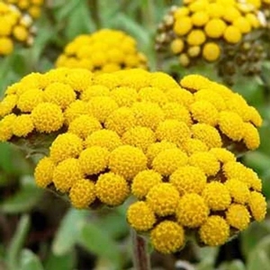 Huile essentielle d'Helichrysum Italicum 100% pure <span class=keywords><strong>de</strong></span> qualité thérapeutique pour les soins <span class=keywords><strong>de</strong></span> la peau, l'aromathérapie, le diffuseur, l'utilisation cosmétique en vrac - Product Image 5