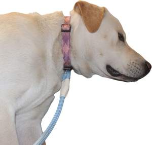 NIBAO Tali Warna Solid Tali Hewan Peliharaan Tali Nilon Kuat Khusus Tali Anjing untuk Semua Keturunan - Product Image 6