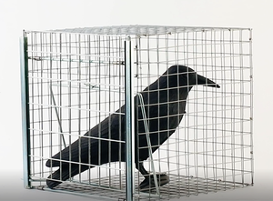 กรงดัก<span class=keywords><strong>นก</strong></span>แบบมีประตูทางเข้าเดียว ทำจากเหล็กชุบสังกะสีอย่างดี รุ่น HC1607S - Product Image 6