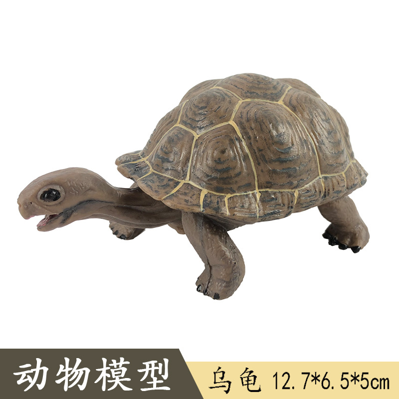 tortuga de galapagos