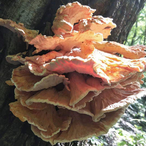 Crudos secos Laetiporus Cincinnatus pollo natural a granel de las maderas basura azufre Polypore estante para la venta - Product Image 6
