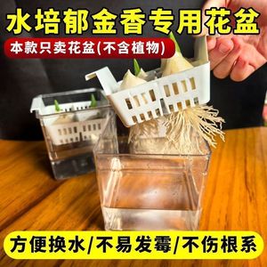 Hydroponic Tulip Grower Set Transparent Plastic Planter With Basket For Desktop Use <b>Square</b> Design Minimalist Style A-130 - Product Image 5