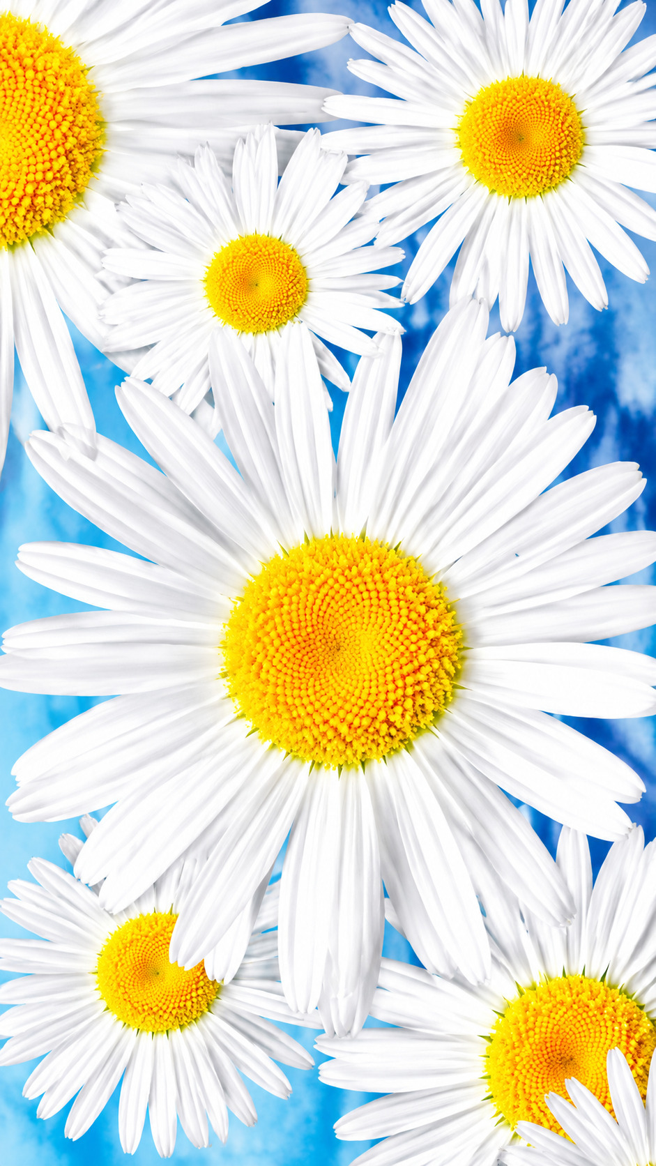 Edelweiss