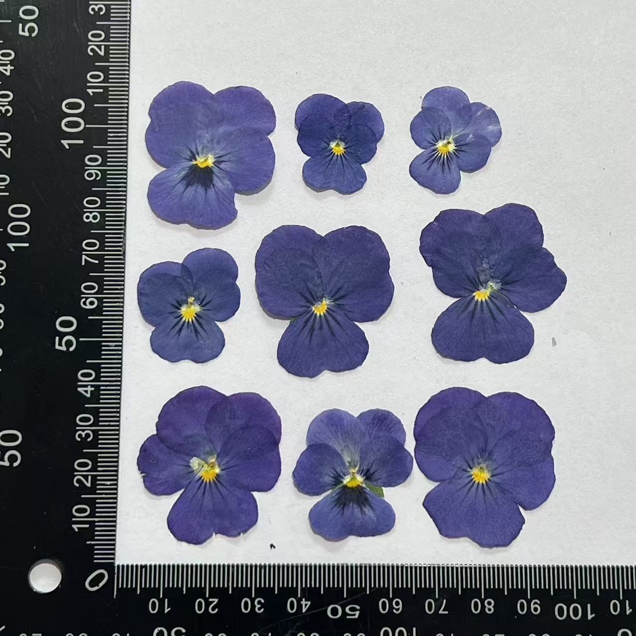 Pansy azul