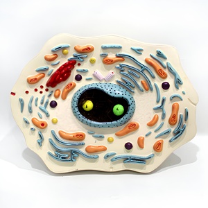 Modelo Anatómico de Célula Animal Mitonquítica, Herramienta de Enseñanza para Laboratorio de Biología - Product Image 5