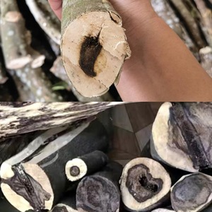 Copeaux d'agarwood de 35 ans, origine Guangxi, qualité supérieure, arôme riche, parfum intense, lots de qualité constante, vente en gros disponible - Product Image 3