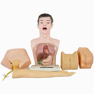 Mannequin d'anatomie basique pour la formation médicale, modèle de pratique infirmière, torse pour l'enseignement des étudiants et les stages - Product Image 3