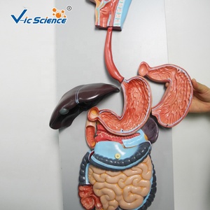 Modello di Sistema Digestivo Umano di Alta Qualità per Studenti Scolastici - Product Image 4