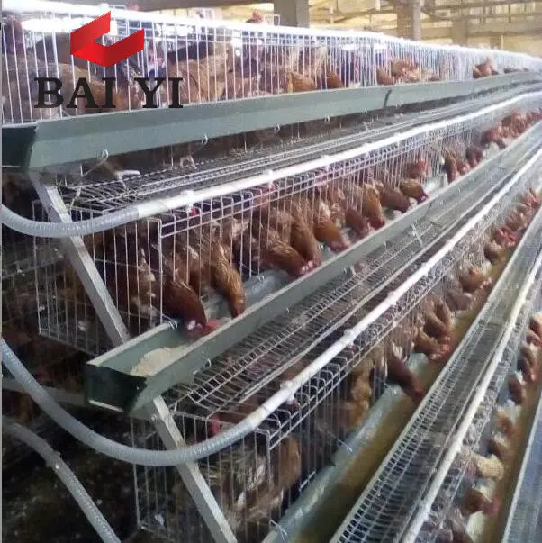 double poulet layer bird cage dubai poultry farm cage