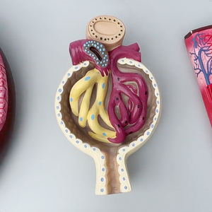 Riñón, nefrona y glomérulos renales: 12*12*21 - Product Image 5