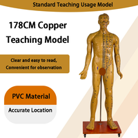 Modèle d'acupuncture chinoise en PVC, corps masculin/féminin, directement de l'usine, pour l'éducation en MTC et la pratique de l'acupuncture Deren DRRTXW