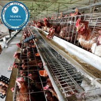 Équipement d'élevage de poulets de chair/poulets pondeurs/petits poussins de Guangzhou (Grillage métallique noir) (Usine de Guangzhou)