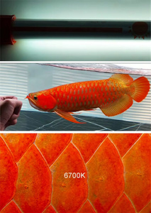 สามสีหลักกันน้ํา 2700K 6700K 13000K 16000K <span class=keywords><strong>Super</strong></span> สีแดงทอง T5 <span class=keywords><strong>Arowana</strong></span> กระจ่างแสงสําหรับ <span class=keywords><strong>Arowana</strong></span> - Product Image 3
