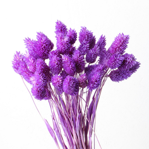 Hierba de Cola de Perro Seca al por Mayor, Flor de Phalaris Seca Barata para Decoraciones de Graduación, Día del Padre y Halloween - Product Image 4