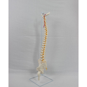 Modèle naturel de la grande vertèbre, de la ceinture pelvienne, du fémur et des nerfs spinaux attachés au sacrum (le sacrum peut être ouvert). - Product Image 3