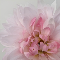 2 Tangkai Bunga Dahlia Buatan dari Kain Sutra untuk Dekorasi Pernikahan, Fotografi Luar Ruangan, Grosir