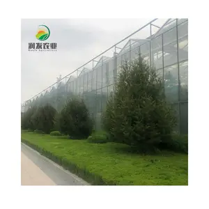 Système de culture hydroponique de tomates agricoles, serre en verre à Structure en acier de Venlo Tropical