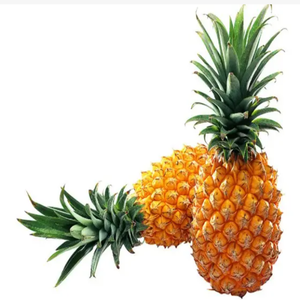 GMP Standard <strong>High</strong> <strong>Quality</strong> Food Grade Pineapple Extract <strong>Bromelain</strong> in Powder Form Vacuum Packed in Drums - Product Image 3