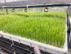 Lyine tự động màu xanh lá cây thủy canh lúa mạch thức ăn gia súc máy thủy canh bò thức ăn gia súc thiết bị - Product Image 3