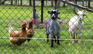 Grillage galvanisé à mailles losangées - Maille diamantée haute sécurité <span class=keywords><strong>pour</strong></span> jardin, sport et usage temporaire - Product Image 4