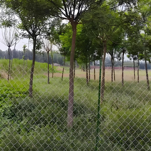 <span class=keywords><strong>Malla</strong></span> <span class=keywords><strong>de</strong></span> Alambre Galvanizado, Paneles <span class=keywords><strong>de</strong></span> Cerca <span class=keywords><strong>de</strong></span> Alambre <span class=keywords><strong>de</strong></span> 6 pies, <span class=keywords><strong>Malla</strong></span> <span class=keywords><strong>de</strong></span> Protección para Jardín y Zonas Verdes con Aberturas <span class=keywords><strong>de</strong></span> 4x4 Pulgadas, Material Ecológico - Product Image 2