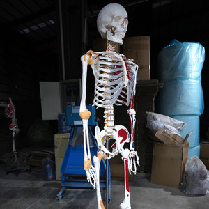Modèle de coloriage du squelette humain et de la distribution musculaire, modèle de simulation d'échantillon squelettique pour l'enseignement médical, 178 cm - Product Image 1