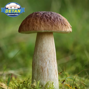 DETAN-porcini fresco de temporada, <span class=keywords><strong>bacterias</strong></span> salvajes de alta calidad - Product Image 5