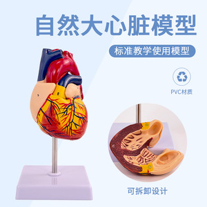 Modèle d'anatomie cardiaque humaine 1:1, modèle d'enseignement médical du cœur naturel grand format amovible pour échographie et échographie Doppler couleur - Product Image 3