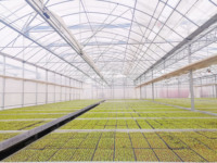 Serre agricole commerciale d'usine chinoise, système d'hydroponie, film de serre à vendre