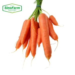 New crop of Chinese Fresh Sweet Carrot Seeds for export and import