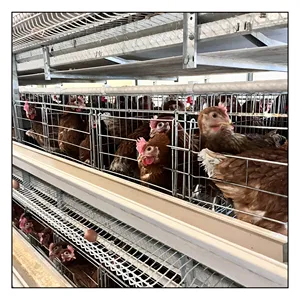 High Quality Fully Automatic H Type Layer Chicken Battery Cages for 10000 Birds