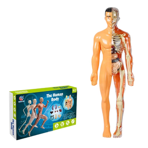 Jouets pour l'éducation de la petite <span class=keywords><strong>enfance</strong></span> 3D Anatomie des os médicaux Organes internes Squelette Corps humain Modèle détachable Assemblage - Product Image 1