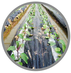El alzamiento de temperatura requiere productos agrícolas, y los campos están cubiertos con película plástica de PE de doble color para refrigeración. - Product Image 4