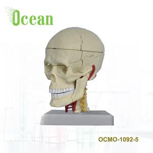 Ukuran Mini Anatomi Medis <span class=keywords><strong>Model</strong></span> Kerangka Tengkorak Plastik Manusia - Product Image 1